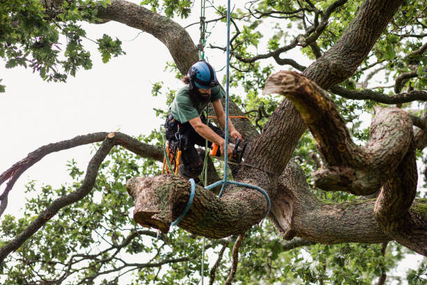 How Our Tree Care Process Works  in  Macclenny, FL